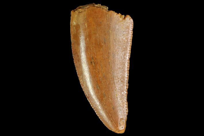 Serrated, Raptor Tooth - Real Dinosaur Tooth #85235